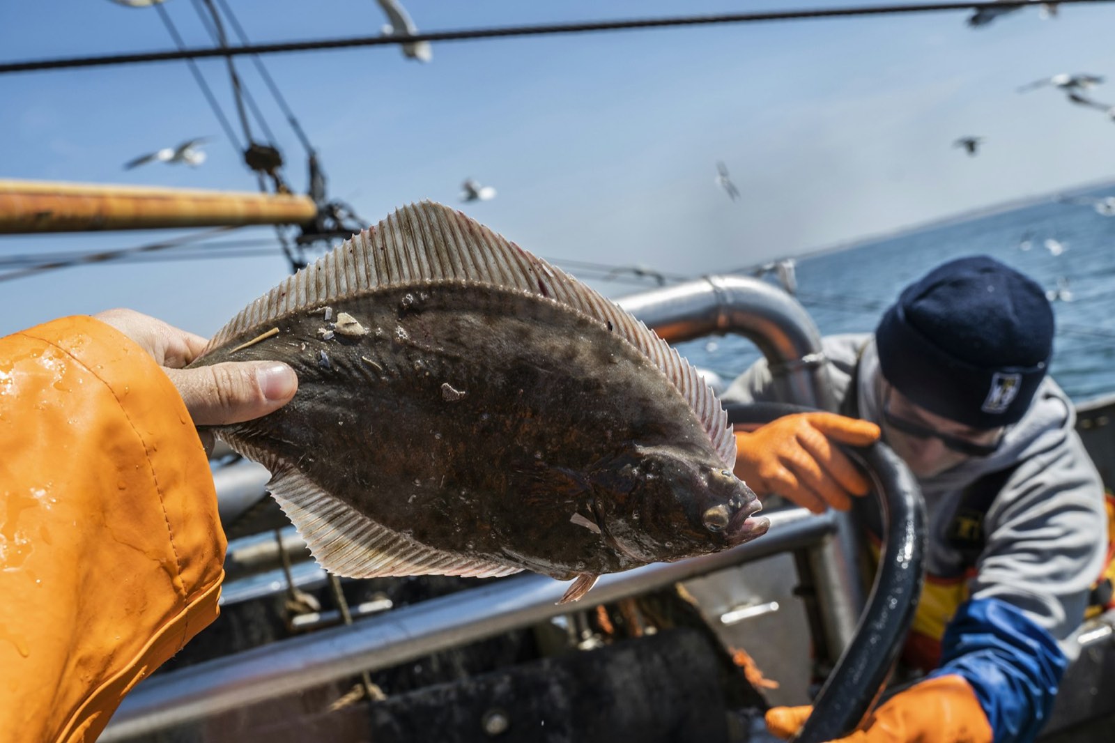 A flatfish held up on deck with the ocean behind