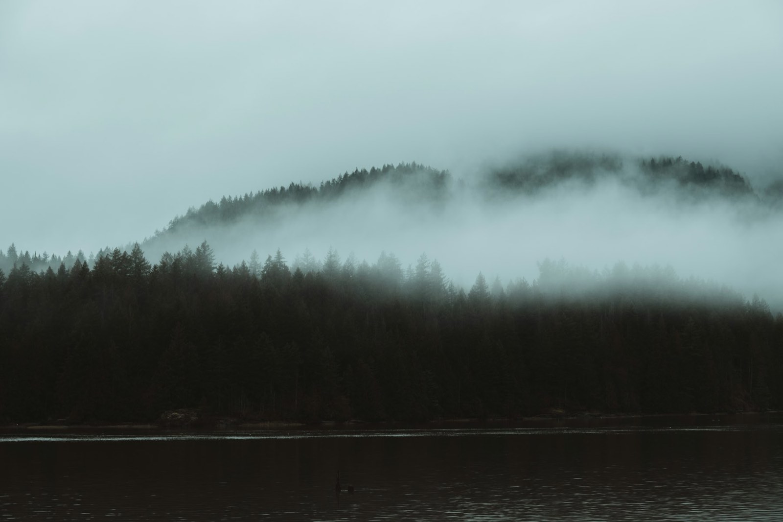 Fog rolling over dark spruce forest and still water on the northern BC coast