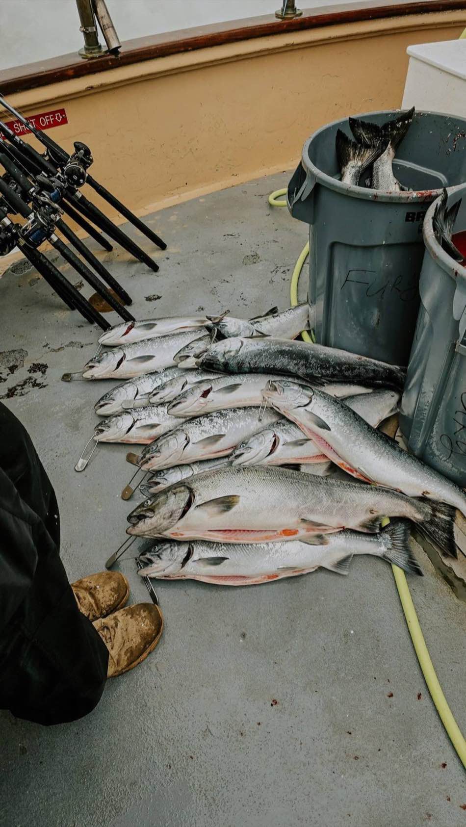 Bright salmon laid out on a charter deck beside a rack of trolling rods
