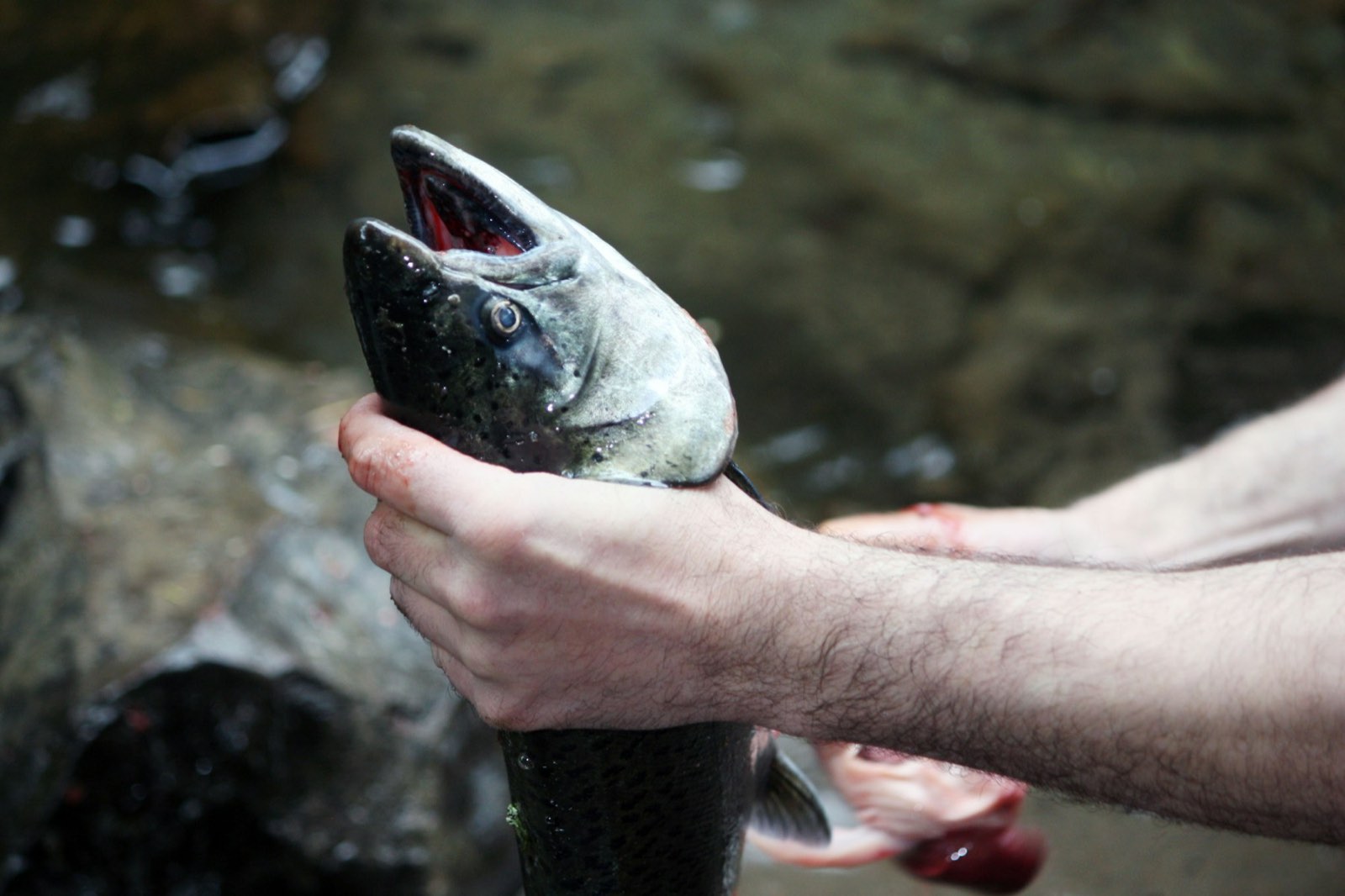 An angler holding a dark-backed Pacific salmon over the water